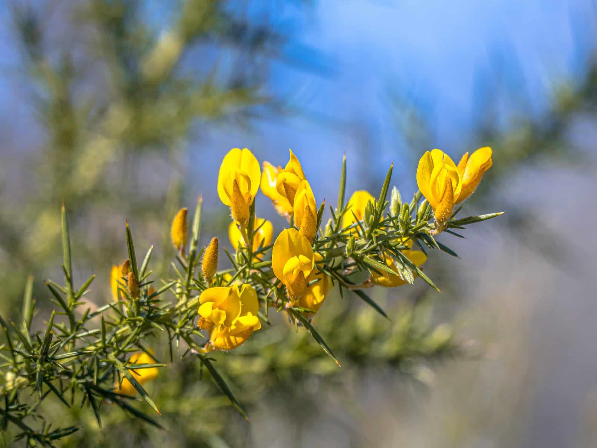Close up of Common Gorse blooming